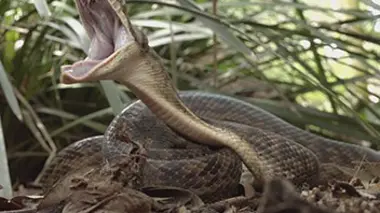 Australie, les secrets de la vie sauvage E05 Les serpents