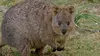 Australie, les secrets de la vie sauvage E02 Les mini marsupiaux (2016)