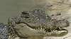 Australie, les secrets de la vie sauvage E04 Les crocodiles (2016)