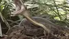 Australie, les secrets de la vie sauvage E05 Les serpents