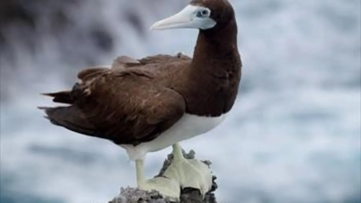 Australie : Portraits de 4 îles uniques E03 L'île Christmas