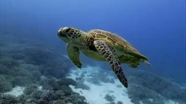 Australie : Portraits de 4 îles uniques E01 L'île Lady Elliot