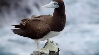 Australie : Portraits de 4 îles uniques E03 L'île Christmas