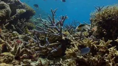 Australie : Portraits de 4 îles uniques E04 L'île Fraser