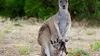 Australie : Portraits de 4 îles uniques E02 L'île Kangourou