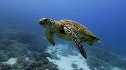 Sur Animaux à 20h35 : Australie : Portraits de 4 îles uniques