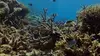 2017 • Australie : Portraits de quatre îles uniques