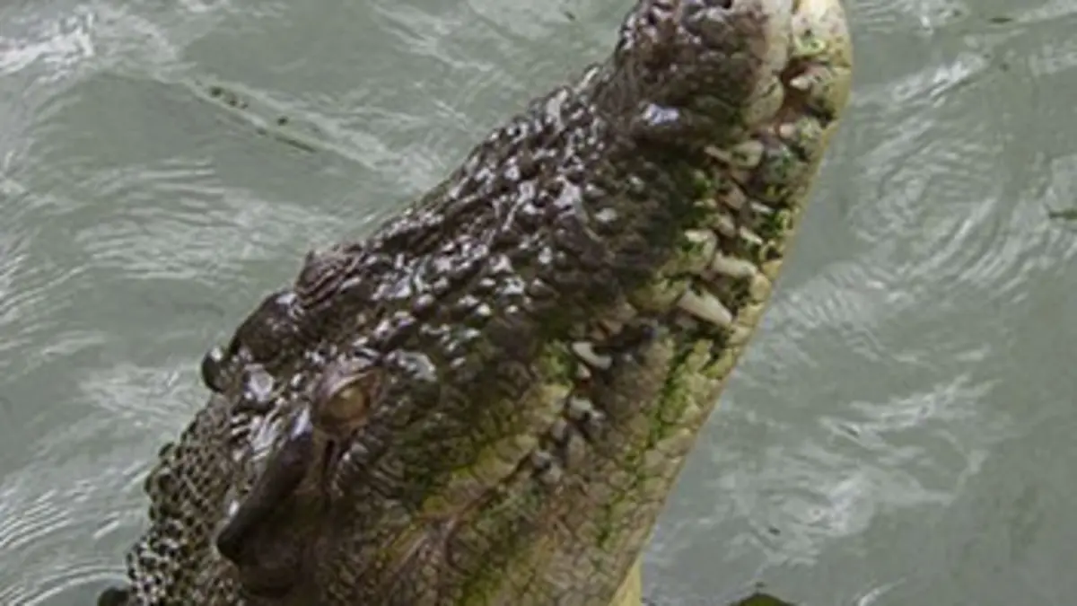 Australie : Terre hostile