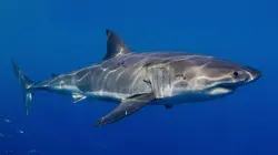 Australie : un animal, un remède