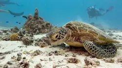 Australie : un animal, un remède