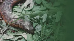 Australie : un animal, un remède