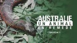 Australie : un animal, un remède