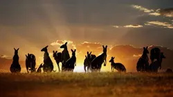 Australie : un animal, un remède