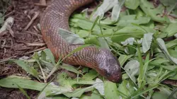 Australie : un animal, un remède