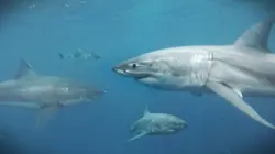 Australie : un animal, un remède