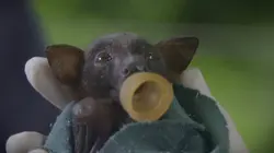 Australie : un animal, un remède