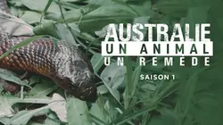 Australie : un animal, un remède