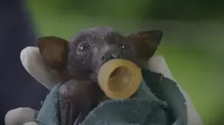 Australie : un animal, un remède