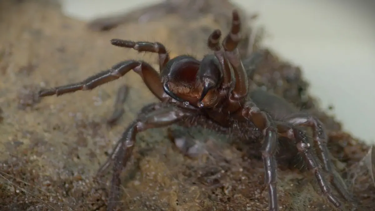 Australie : un animal, un remède Inquiétants rampants