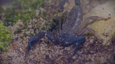 Australie : un animal, un remède Au sommet de la chaîne alimentaire
