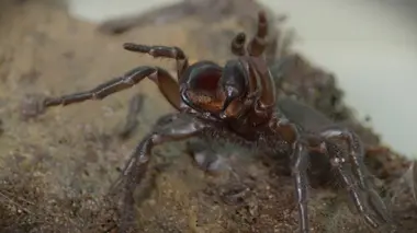 Australie : un animal, un remède Inquiétants rampants