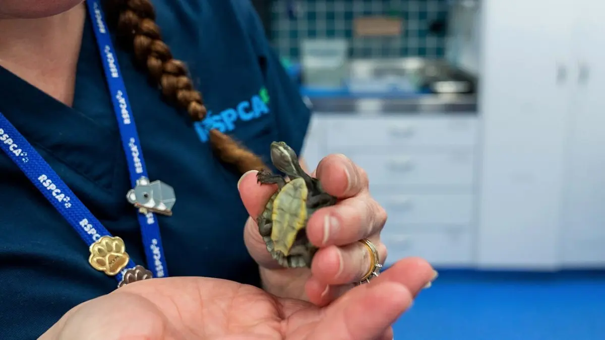 Australie : urgences faune sauvage