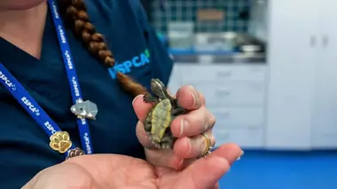 Australie : urgences faune sauvage