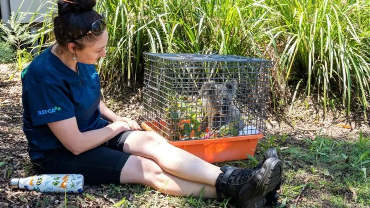 Australie : urgences faune sauvage Duckling Dramas