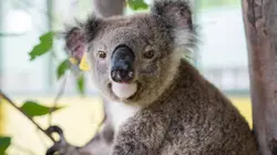 Sur Animaux à 22h23 : Australie : urgences faune sauvage