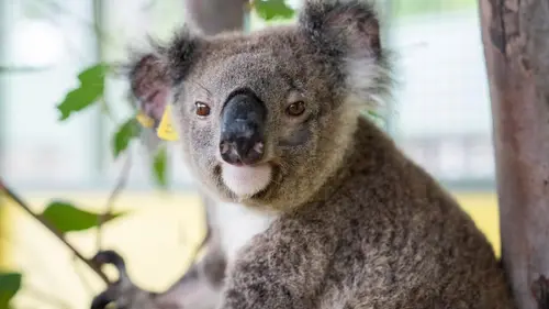 Australie : urgences faune sauvage Un été mouvementé