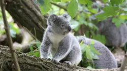 Australie : urgences faune sauvage  Un épineux problème