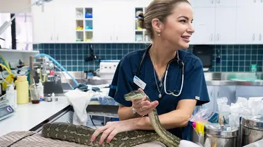 Un ornithorynque en détresse