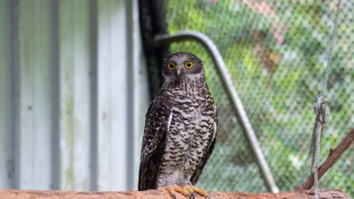 Australie : urgences faune sauvage Problèmes de tortue
