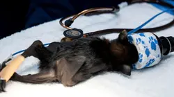 Australie : urgences faune sauvage