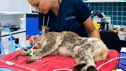 Australie : urgences faune sauvage