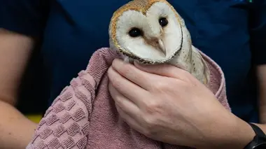 Australie : urgences faune sauvage