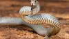 Australie : urgences faune sauvage