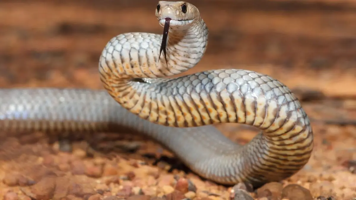 Australie : urgences faune sauvage