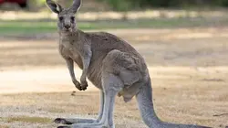 Australie : urgences faune sauvage