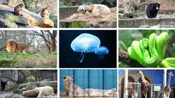 Australie : urgences faune sauvage Duckling Dramas