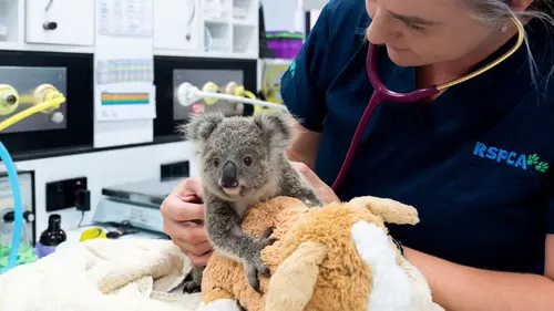 Australie : urgences faune sauvage