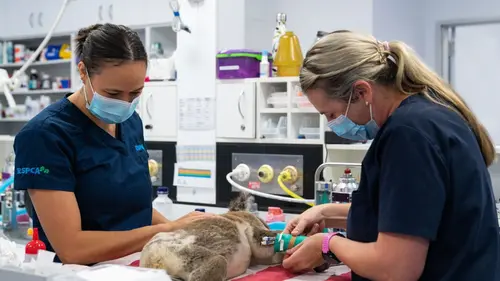 Épisodes de Australie : urgences faune sauvage