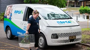 Australie : urgences faune sauvage Personne n'aime le dentiste