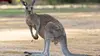 Australie : urgences faune sauvage S02E01 Start of Trauma Season