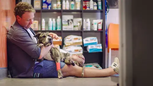 Australie, vétérinaires de l'extrême GPS Tagging Camel & A Snake Bite