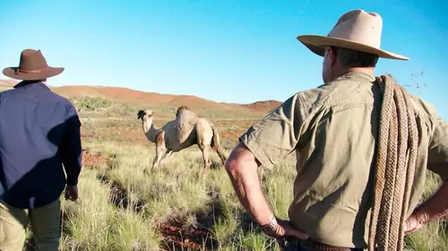 Australie, vétérinaires de l'extrême A Dingo Gets DNA-Ed