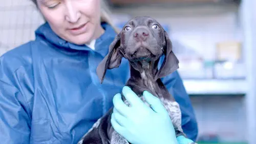 Australie, vétérinaires de l'extrême Shark Mission