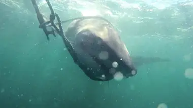 Australie, vétérinaires de l'extrême The Leopard Shark & Canine Car Accident