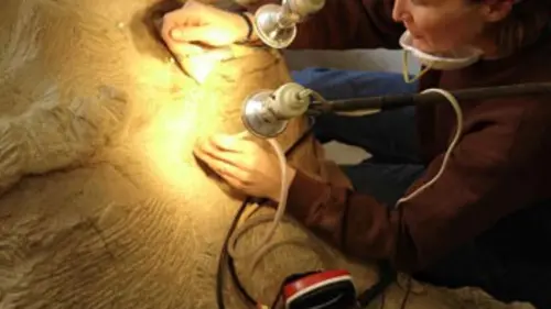 Autopsie d'un dinosaure