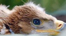 Visuel de Autriche, la nature en mouvement